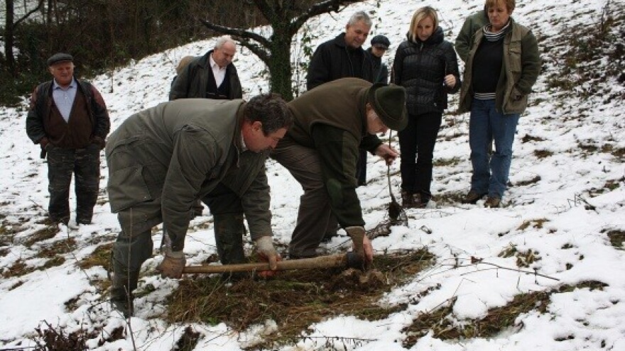 U našim šumama raste sve manje voćkarica