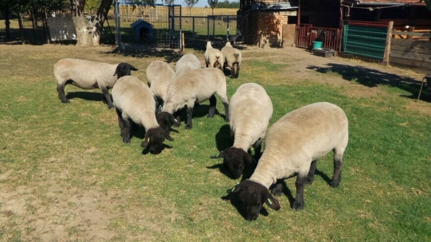 Kako hraniti bremenite ovce tokom zime?