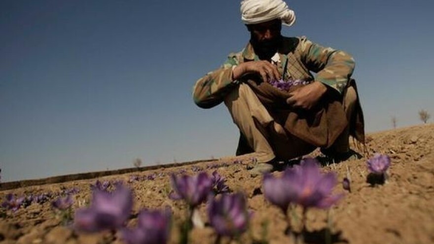 Zašto šafran nazivaju crvenim zlatom?