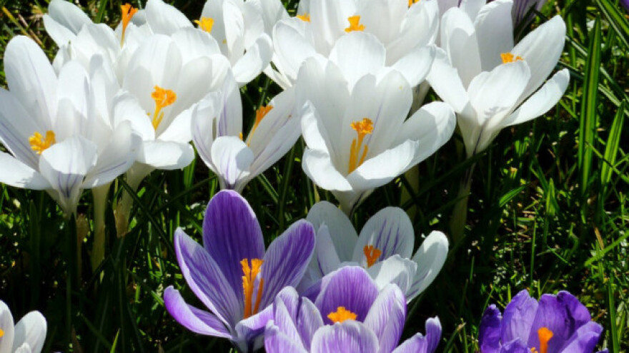 Jesenja sadnja cvetnih lukovica