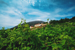 Kako pomoći vinovoj lozi? Vinarija Saints Hills koristi aminokiseline