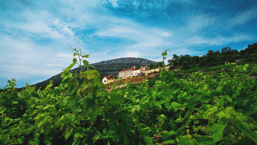Kako pomoći vinovoj lozi? Vinarija Saints Hills koristi aminokiseline