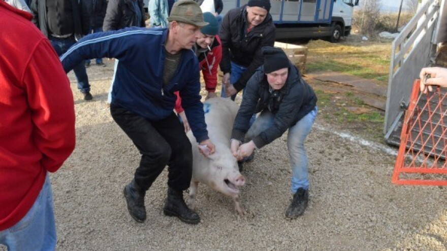 Cijene živih odojaka od 11 do 22 kn/kg!