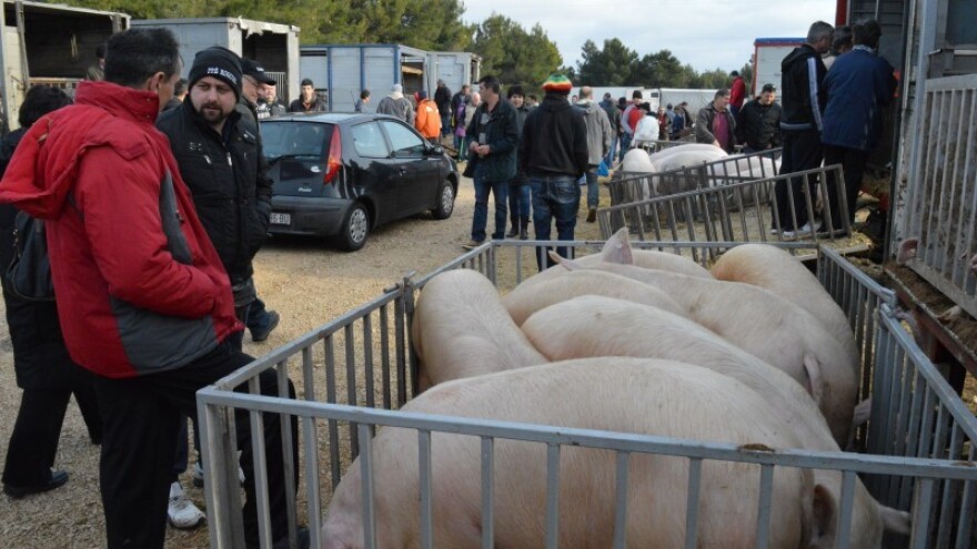 Od domaćih životinja do Fergusona!