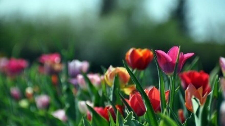 Veliki uspjeh prvog daruvarskog sajma cvijeća!