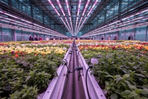 Sajam hortikulture Horti Fair