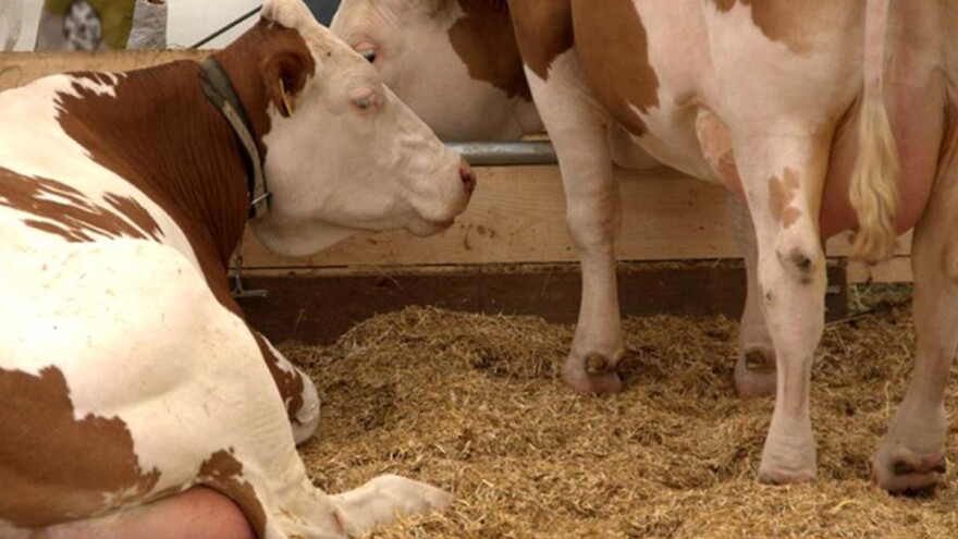 Prolećni poljoprivredni Sajam u Komendi