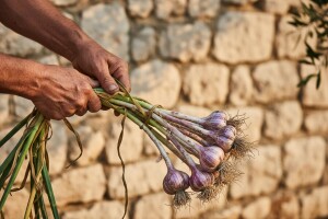 Sajam luka češnjaka - Šarca i domaćih proizvoda