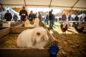 Sajam malih životinja