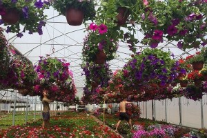 Međunarodni sajam hortikulture u Beogradu