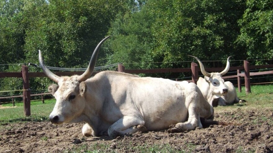 Poljoprivredni sajam koji glavni fokus stavlja na domaću hranu
