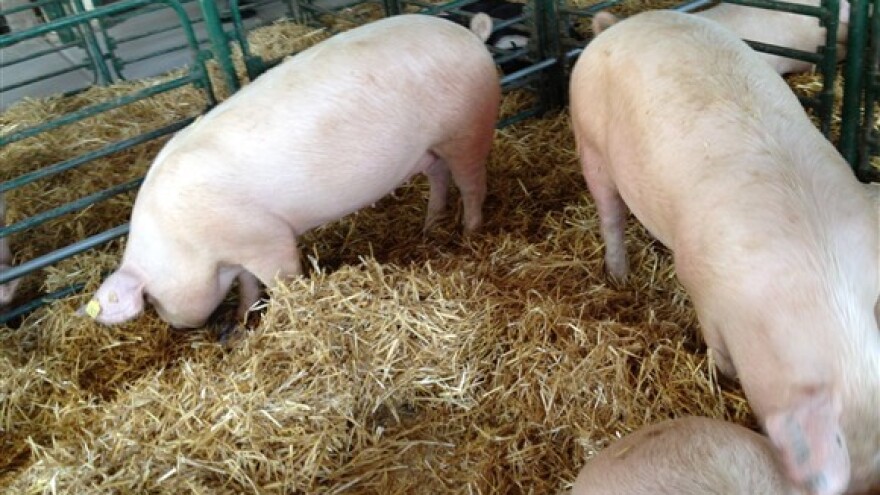 Uvozimo svinjetine koliko sve zemlje EU zajedno!