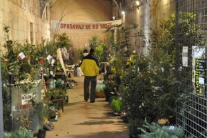 Palača puna sadnica - od aronije do agruma