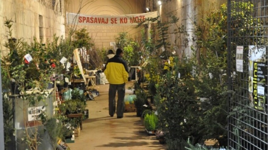 Palača puna sadnica - od aronije do agruma