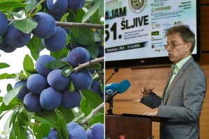 Evo koja stručna predavanja vas čekaju na 51. Sajmu šljive u Gradačcu