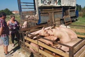 Sajam u Benkovcu: O stanju u stočarstvu iz prve ruke i tako više od 100 godina