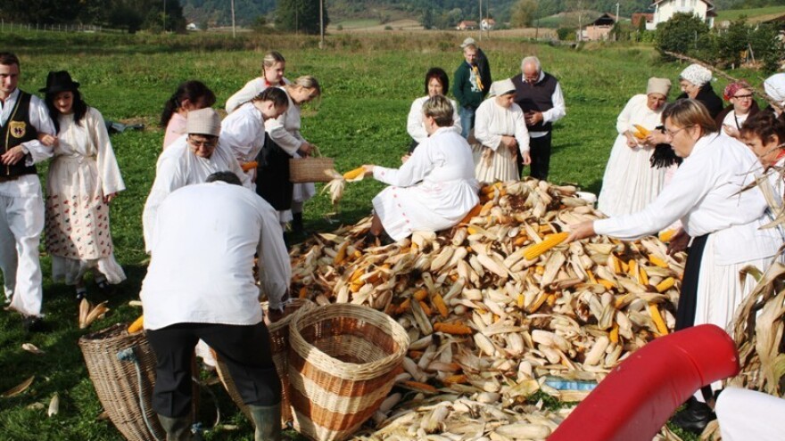 Branje kuruze i lupitva u Gornjoj Stubici