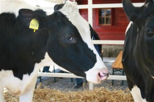 Mljekari tuže tvrtku Ka-Milk
