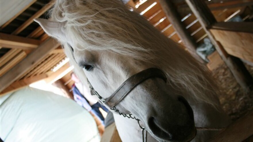 Ako je virus iz Hrvatske, svi se konji moraju cijepiti