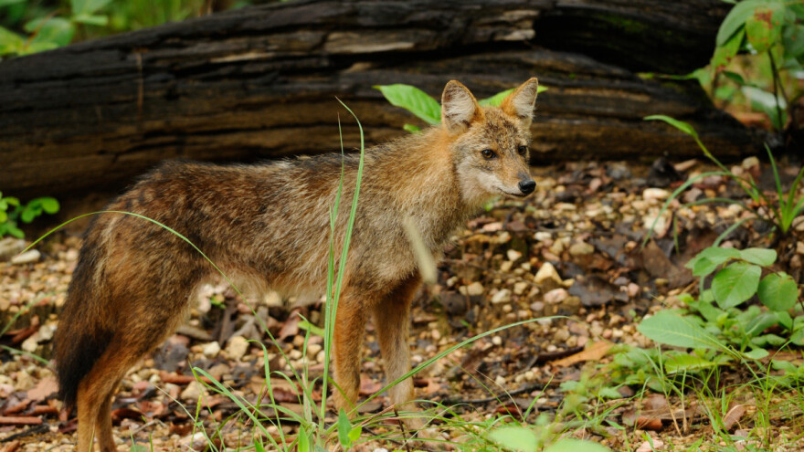 Šakali im ulaze u dvorišta, i psi ih se boje, a lovci kažu da stanje nije alarmantno