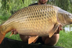 Ulovljen šaran od 26 kilograma