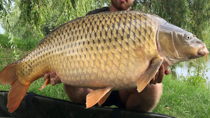 Ulovljen šaran od 26 kilograma