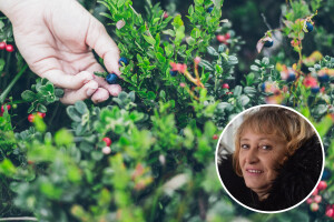 Milanka Tošić: Sakupljanje šumskih plodova donosi nam prihode i prilike