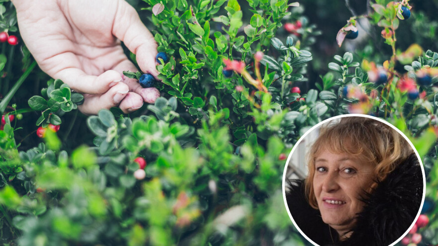 Milanka Tošić: Sakupljanje šumskih plodova donosi nam prihode i prilike