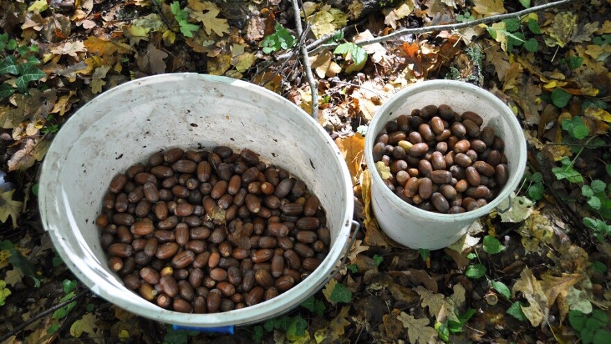Hrvatske šume kreću s preuzimanjem žira, objavljena i cijena otkupa
