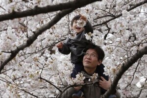 Sakura - priča o trešnji dalekog Istoka