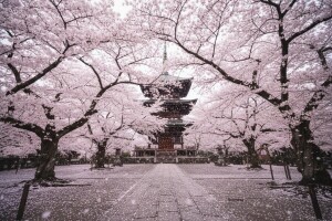 Sakura - priča o trešnji dalekog Istoka