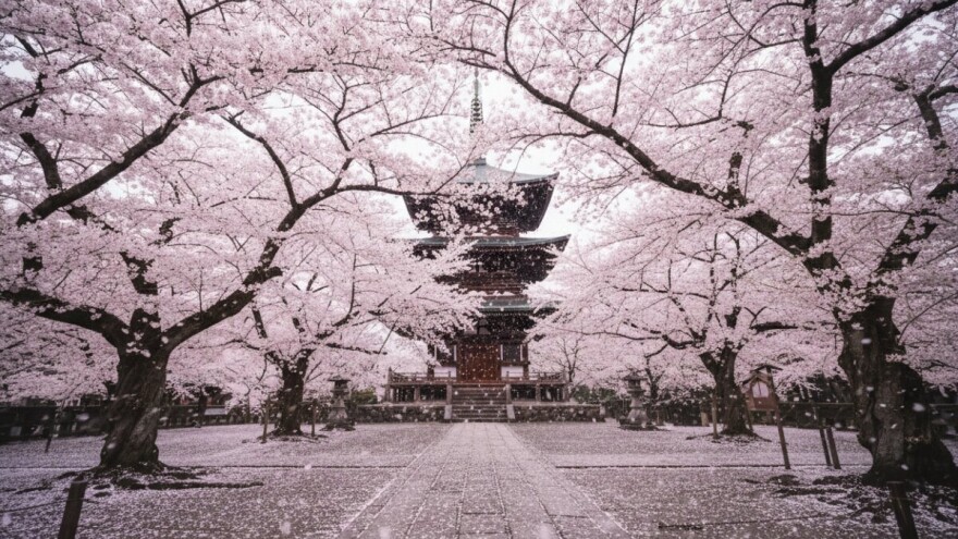 Sakura - priča o trešnji dalekog Istoka