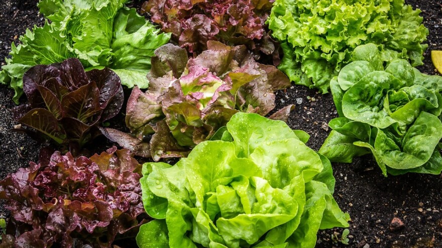 Koju salatu sijati u jesen?