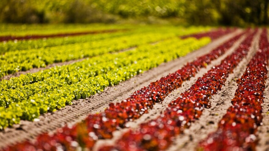 1,2 miliona dolara za inovacije, žene, mlade, marginalizirane i nova poduzeća