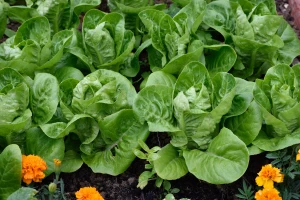 TOP sedam salata koje se seju u kasno leto