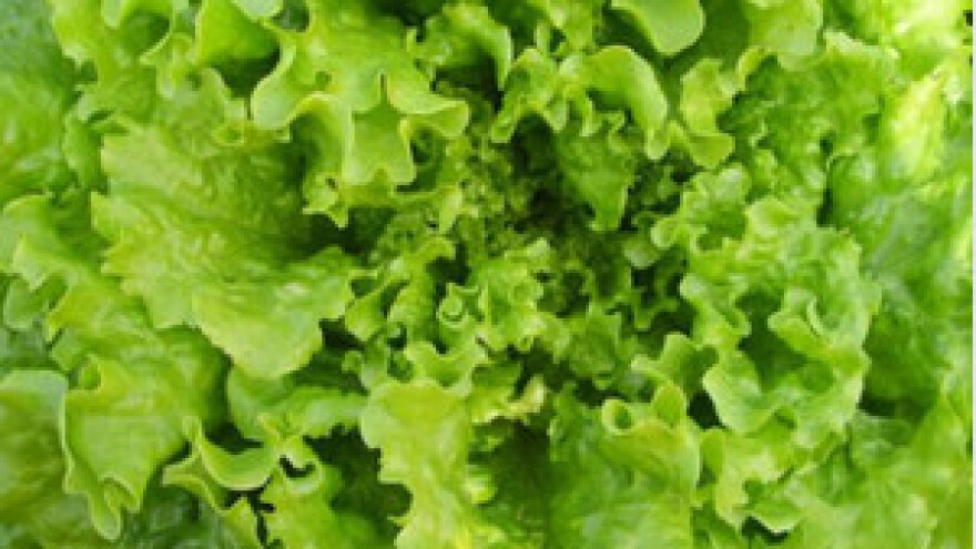 Prezentacija novih sorata salate tvrtke Vilmorin na Danima polja u Velikoj Gorici