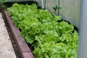 Zelena salata u plasteniku - tehnologija proizvodnje