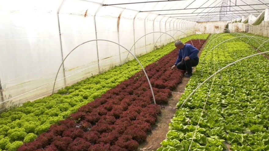 Umesto na tržište - zelena salata u smeće?