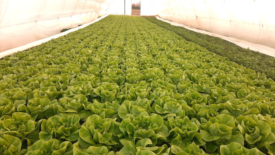 Problemi prilikom rane proizvodnje povrća u plastenicima