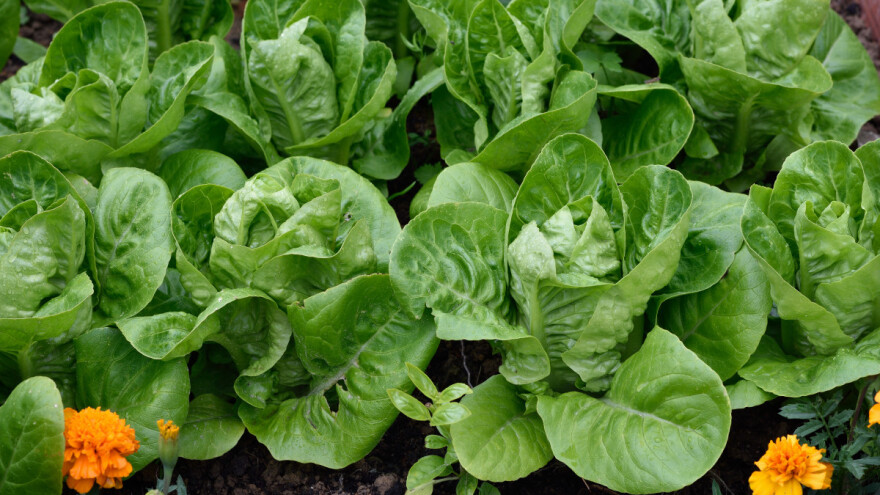 TOP 7 salata koje se siju u kasno ljeto