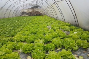 Kako pripremiti plastenik za zimu i proljetnu sadnju?
