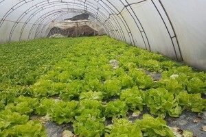 Kako pripremiti plastenik za zimu i proljetnu sadnju?