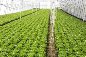 Dupla folija i naduvavanje zraka između najlona za zimsku zaštitu zelene salate