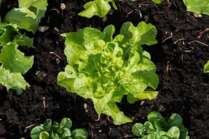 Uzgoj salate: Na šta treba obratiti pažnju?