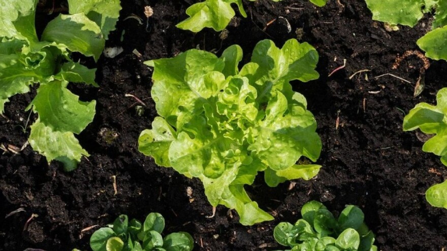 Uzgoj salate: Na šta treba obratiti pažnju?