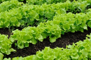 Proljetna sjetva zelene salate: Uzgoj puterice i kristalke
