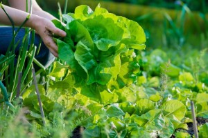 Biostimulatori smanjuju stres, ali nisu zamjena za đubrivo