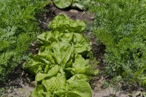Oprez kod ljetne sjetve - neko povrće ne niče na visokim temperaturama
