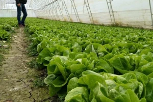 Kako suzbiti pojavu plamenjače ili sive truleži na zelenoj salati?