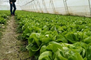 Kako suzbiti pojavu plamenjače ili sive truleži na zelenoj salati?